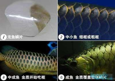 金龙鱼鳞片充血怎么治疗：金龙鱼鳞片充血怎么办 龙鱼百科 第3张