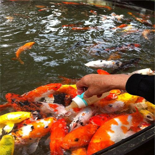 广东最大的观赏鱼批发市场：广州花地湾花鸟鱼虫市场 广州水族批发市场 第3张