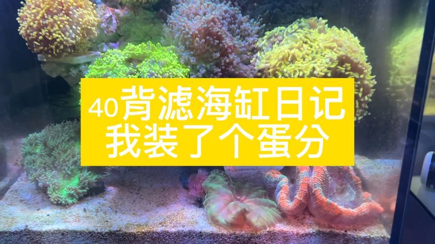 给鱼缸换水日记500字：养鱼中的常见误区 鱼缸风水 第4张