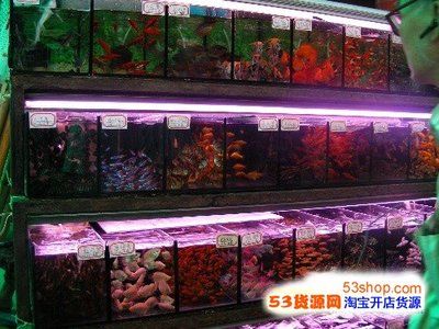 广州鱼缸批发市场在哪个位置好点：广州水产品批发市场 广州水族批发市场 第1张