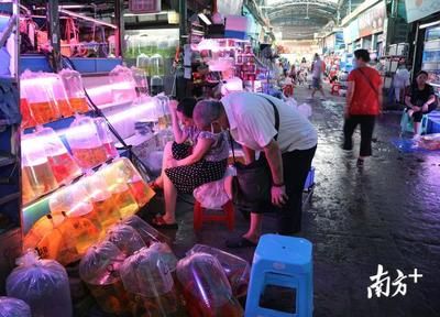 广州花地湾水族批发市场搬迁了吗今天新闻：广州花地湾水族批发市场搬迁 广州水族批发市场 第1张