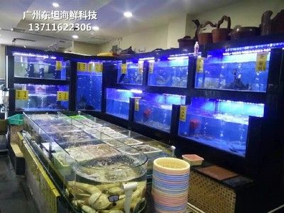 广州最大的鱼缸市场在哪里有买鱼：广州水族文化的发展轨迹