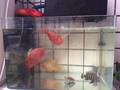 广州最大的鱼缸市场在哪里有买鱼：广州水族文化的发展轨迹 广州水族批发市场 第3张