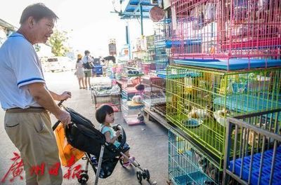 芳村花鸟鱼市场几点关门啊：芳村花鸟鱼虫市场下午6点时关门 广州水族批发市场 第3张