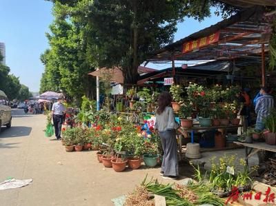 芳村大道花鸟市场：广州芳村大道花鸟市场地址：岭南花市、花地湾和锦秀花市 广州水族批发市场 第4张