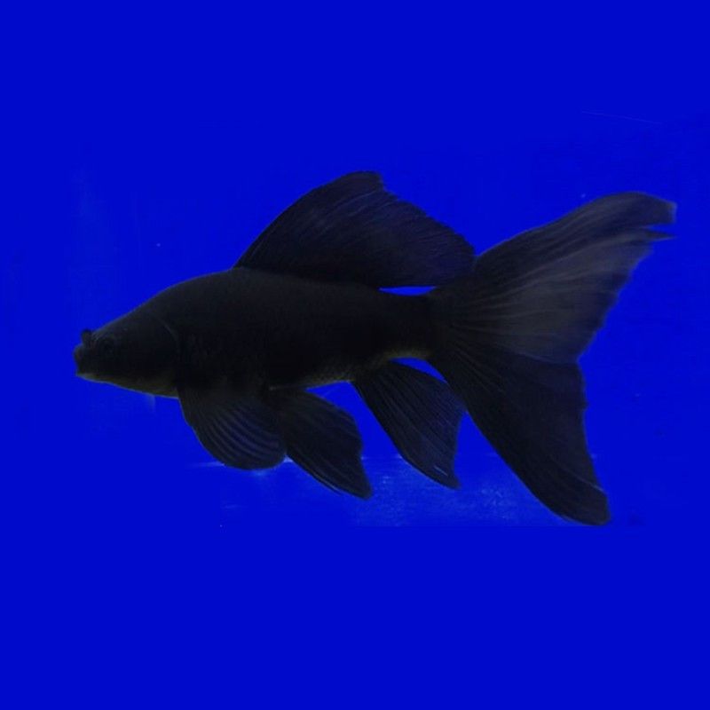 家里的鱼缸养一条黑鱼的说法是什么：家里养一条黑鱼的风水学原则