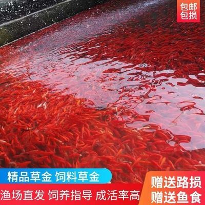 观赏鱼和鱼食去什么地方批发：如何选择观赏鱼批发市场 广州水族批发市场 第3张