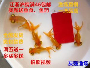 观赏鱼和鱼食去什么地方批发：如何选择观赏鱼批发市场 广州水族批发市场 第1张