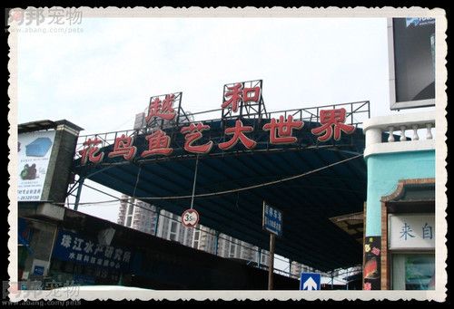 广州水族批发市场在哪里进货便宜点：广州水族批发市场升级改造