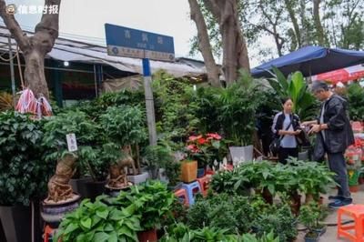 芳村花鸟鱼虫新市场营业时间：广州芳村花鸟鱼虫新世界营业时间表 广州水族批发市场 第1张