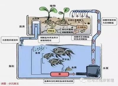 超市鱼缸水循环示意图怎么画的：超市鱼缸水循环示意图绘制教程