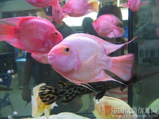 广州芳村花鸟批发市场在哪里进货的 广州水族批发市场 第1张