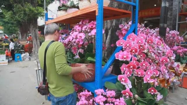 芳村花鸟虫鱼新市场在哪里啊：广州芳村花鸟虫鱼新市场 广州水族批发市场 第1张