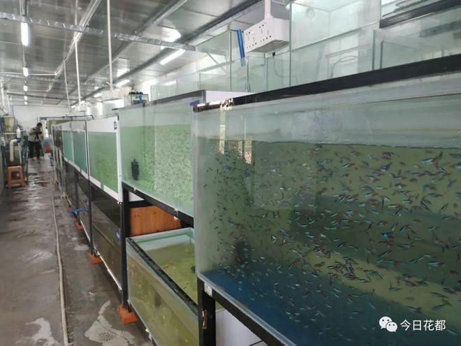 花都观赏鱼市场 广州水族批发市场 第1张