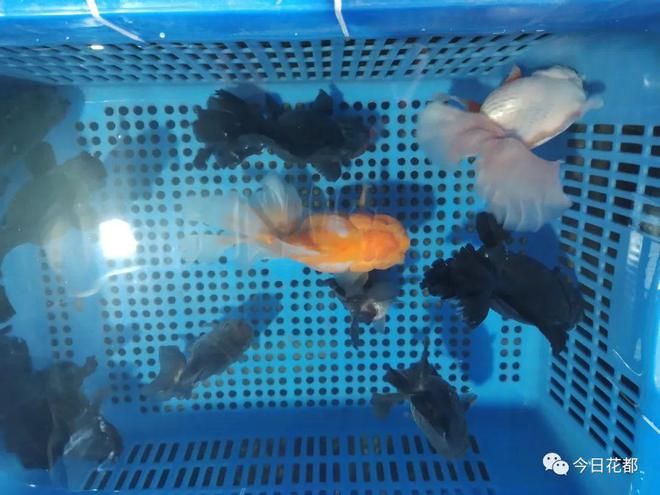 花都观赏鱼市场 广州水族批发市场 第3张