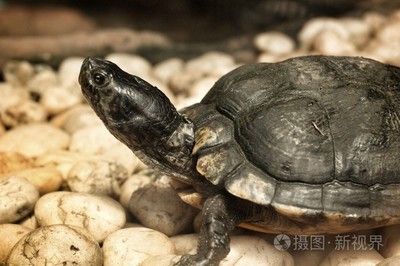 百艺城花鸟鱼新世界广州市荔湾区乌龟在哪里：广州荔湾区百艺城花鸟鱼新世界和乌龟相关的地点 广州水族批发市场 第1张