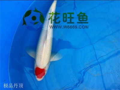 广州的观赏鱼在哪里拿货的？：广州观赏鱼市场的历史演变 广州水族批发市场 第1张