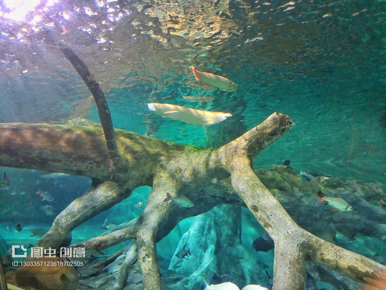 大洋水族鱼缸厂家在哪里啊：大洋水族鱼缸厂家位置 鱼缸百科 第1张