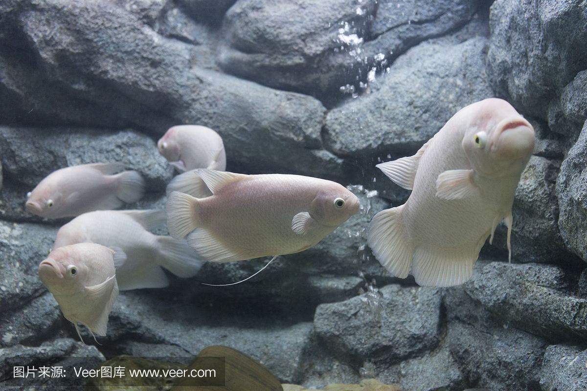 大洋水族鱼缸厂家在哪里啊：大洋水族鱼缸厂家位置 鱼缸百科 第4张