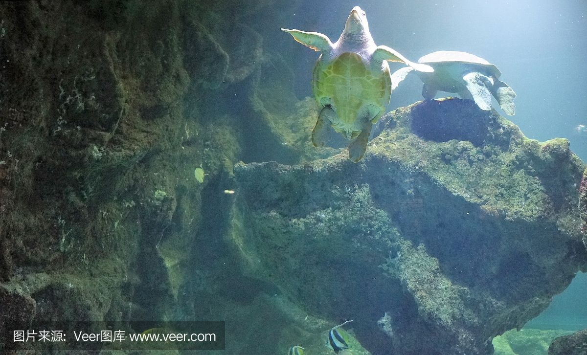 大洋水族鱼缸厂家在哪里啊：大洋水族鱼缸厂家位置 鱼缸百科 第3张