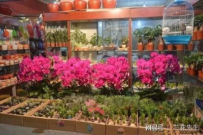 广州芳村花卉市场：广州芳村岭南花卉市场地址广州芳村花卉市场概况 广州水族批发市场 第1张