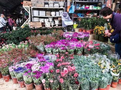 芳村花卉市场开放时间：广州芳村花卉市场开放时间表 广州水族批发市场 第3张