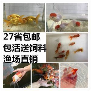 宠物鱼观赏鱼哪个好养一点：观赏鱼养护难度如何？ 鱼缸风水 第1张