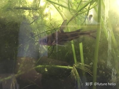 大鱼缸怎么养水：大鱼缸养水的正确方法 鱼缸百科 第2张