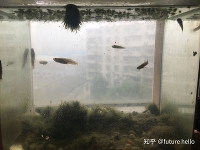 大鱼缸怎么养水：大鱼缸养水的正确方法