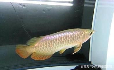 白色的金龙鱼是什么鱼：白色的金龙鱼是什么鱼，白色的金龙鱼是什么鱼的 龙鱼百科 第2张
