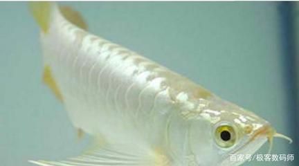 白色的金龙鱼是什么鱼：白色的金龙鱼是什么鱼，白色的金龙鱼是什么鱼的 龙鱼百科 第1张