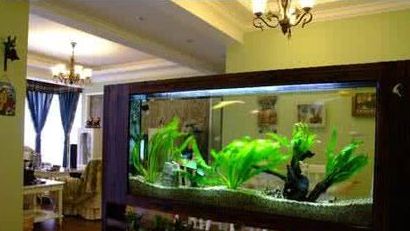 家里的鱼缸应该放在什么位置好呢：家里鱼缸最佳摆放位置