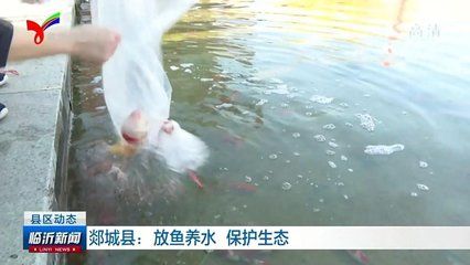 放鱼养水视频：关于放鱼养水的相关视频 鱼缸风水 第3张