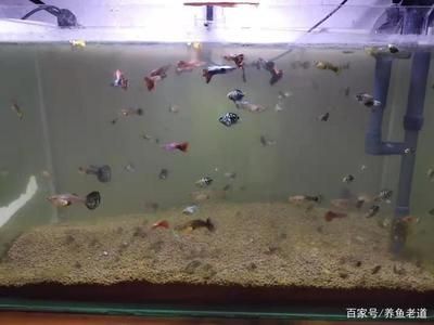 家里的鱼缸怎么改善水质呢：如何保持鱼缸水质清澈 鱼缸风水 第3张