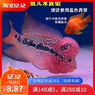 广州水族馆观赏鱼批发市场在哪：广州水族馆观赏鱼批发市场