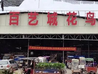 广州百艺城花鸟市场在哪里啊：广州百艺城花鸟市场 广州水族批发市场 第3张