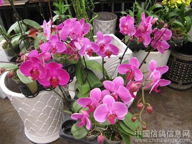 广州芳村花卉批发市场几点关店：广州芳村花卉批发市场不关门全天24小时营业 广州水族批发市场 第4张