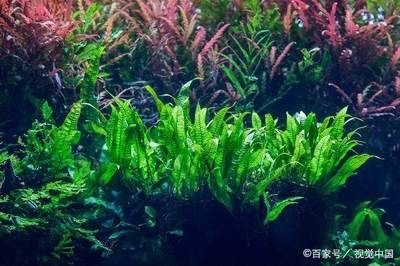 广东水族批发市场在哪里有：广东水产批发市场及其相关信息：广州花地湾水族批发市场及其相关信息 广州水族批发市场 第4张