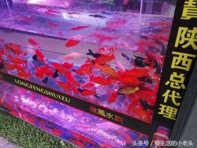 百艺城花鸟鱼虫市场在哪：广州百艺城花鸟鱼虫市场 广州水族批发市场 第2张