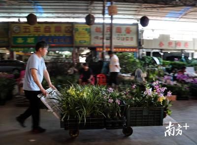 芳村花卉市场搬去哪里了：岭南花卉市场的变迁史