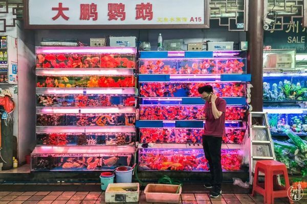 芳村花鸟市场在哪里有接送小孩的：广州花鸟鱼虫市场的历史历史演变 广州水族批发市场 第3张