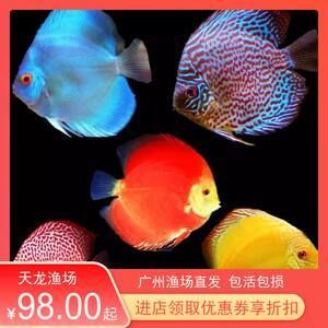 广州最大的热带鱼市场在哪里啊多少钱 广州水族批发市场 第2张