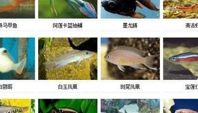 淡水观赏鱼耐活冷水 鱼缸风水 第1张