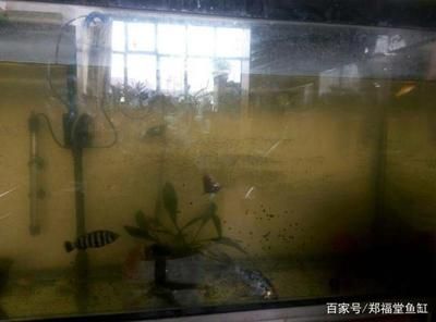 沉木放鱼缸水变黄：如何防止沉木导致鱼缸水变黄？ 鱼缸百科 第1张