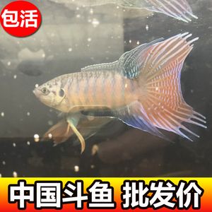 淡水鱼观赏鱼好养排行榜 鱼缸风水 第1张