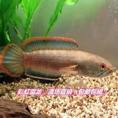 淡水鱼观赏鱼好养排行榜 鱼缸风水 第2张