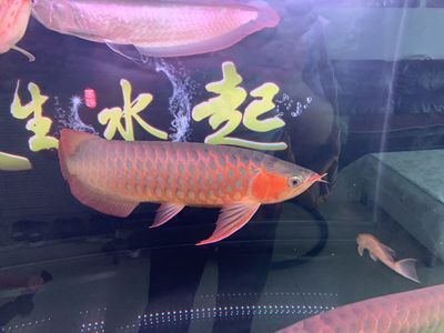 广州有哪些卖鱼缸实体店铺推荐：广州卖鱼缸实体店铺 广州水族批发市场