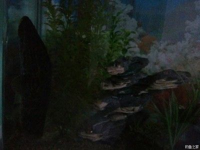 黑鱼养在鱼缸里能活吗视频：黑鱼养在鱼缸里能活多久