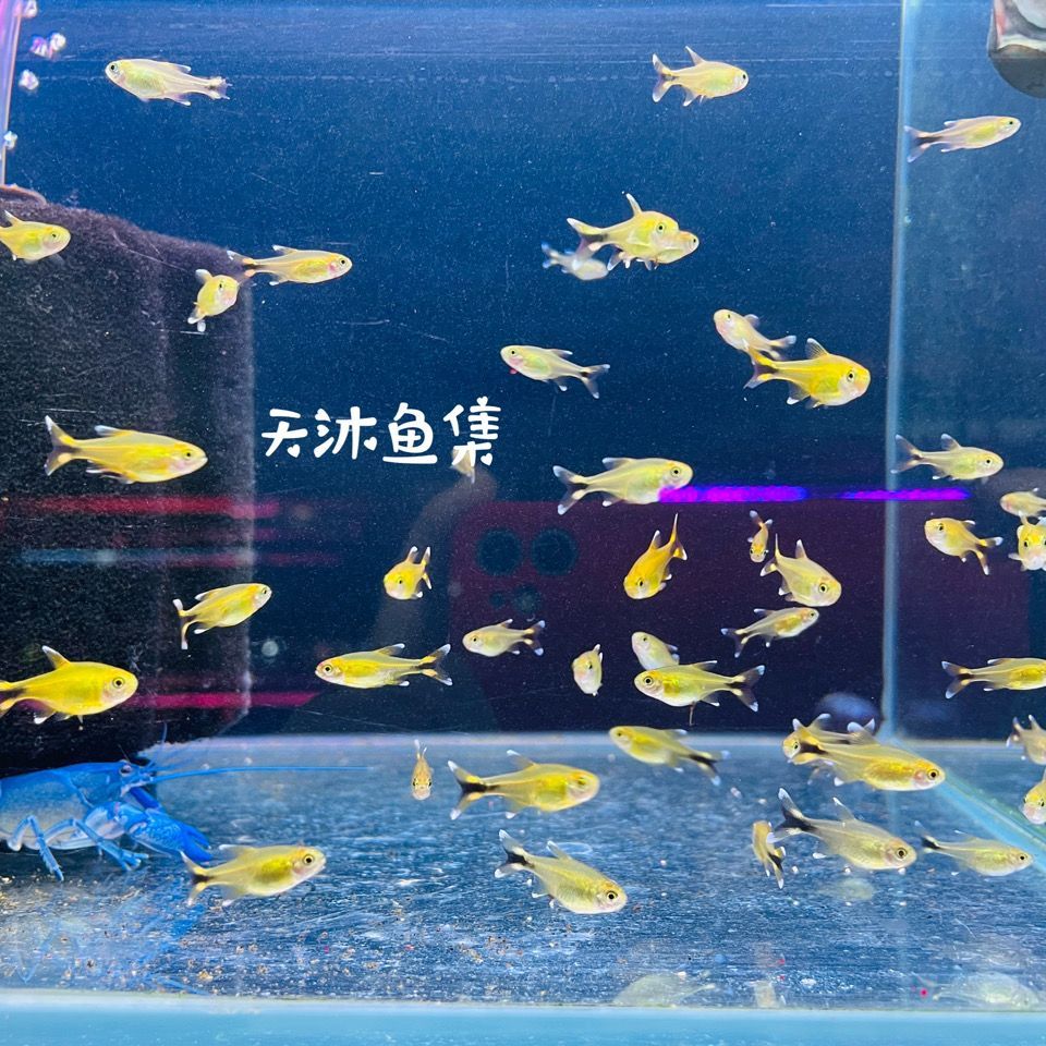 宠物观赏鱼迷你：迷你鹦鹉鱼怎么养？ 广州水族批发市场 第1张