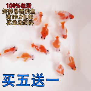 淡水鱼冷水观赏鱼好养排行榜：什么是冷水观赏鱼？ 鱼缸风水 第1张